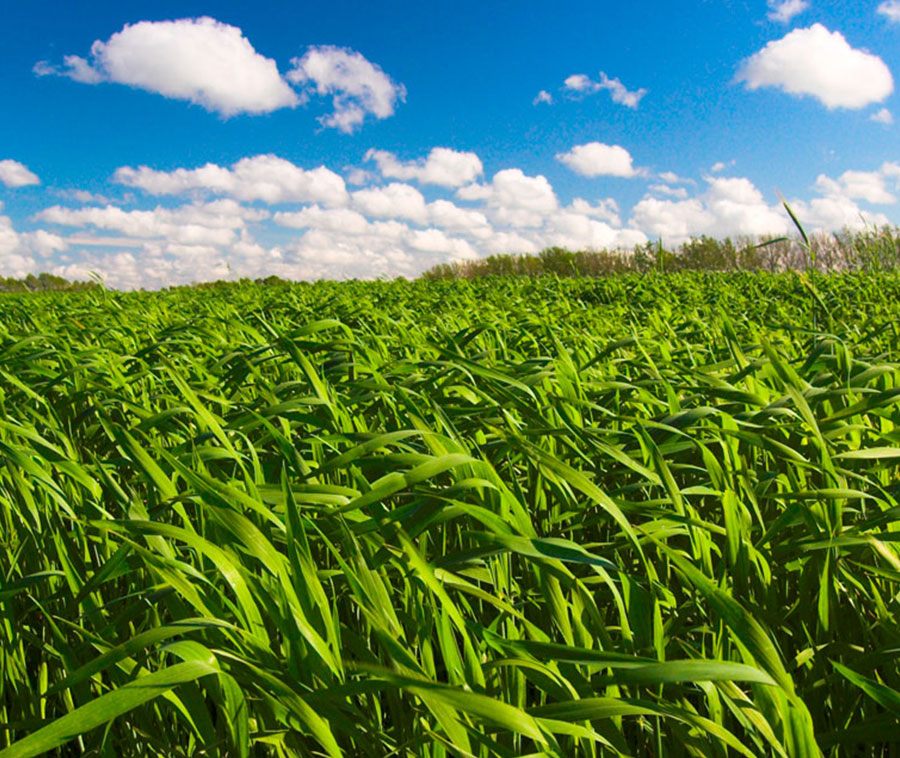 Noticias Quinua de Perú - Maíz de Perú
